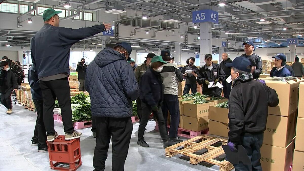 展示品 新品 トランス在庫処分 まとめ売り企画+オマケ 2025年度 松山農林水産物ブランド『紅まどんな』トップセールス - 東京