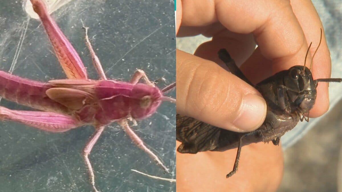 全身ピンクのド派手なバッタ」「かっこいい真っ黒バッタ」子ども達が