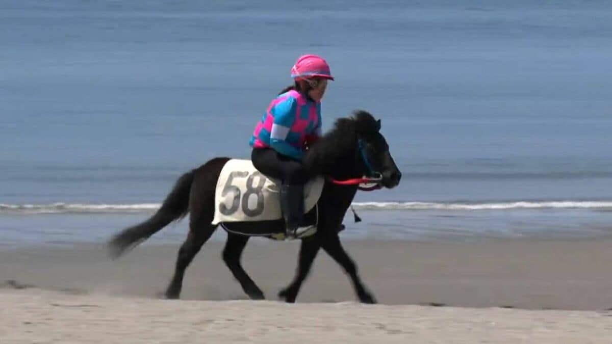 初めて見たが、すごい」春の風物詩・浜競馬に55頭出走 懸命な姿に拍手