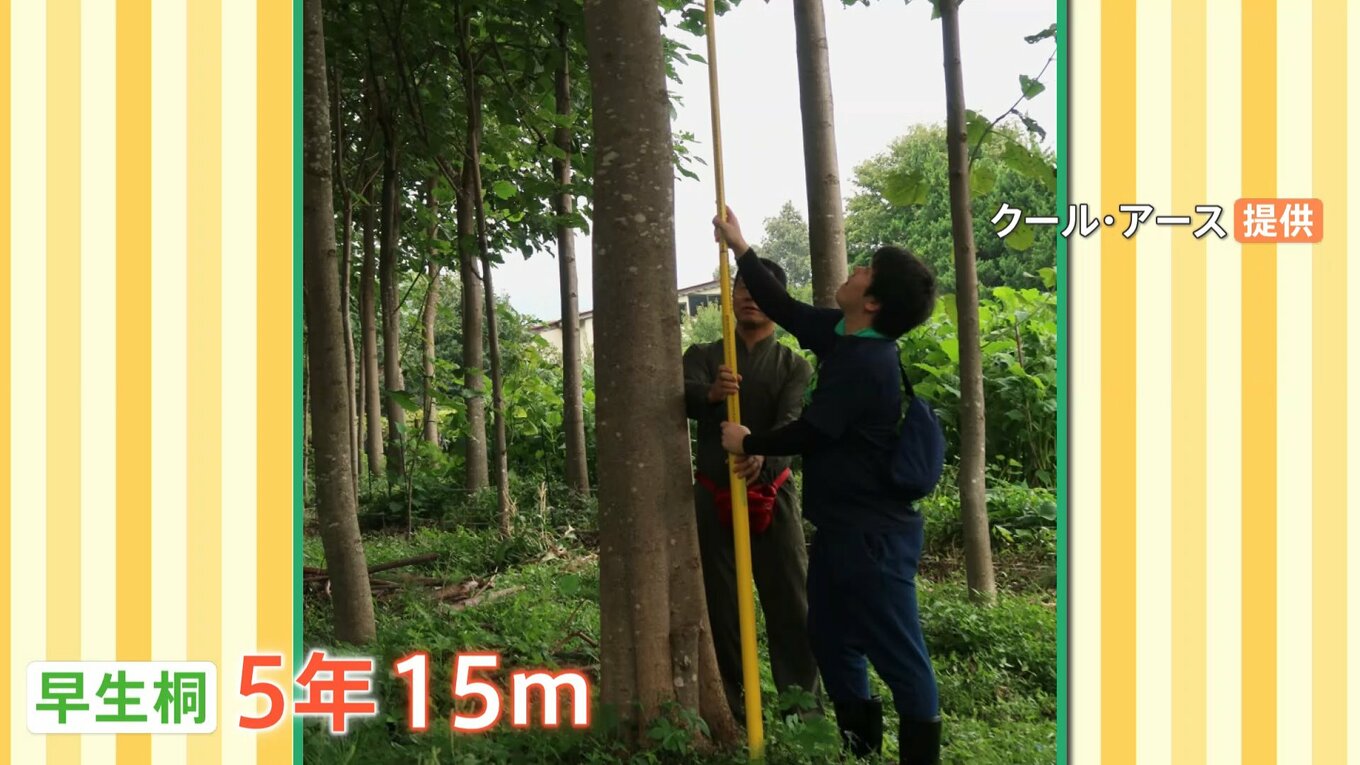 植樹が世界を救う!?5年で15mにまで成長する「早生桐」が大注目! | TBS NEWS DIG