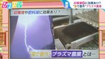 “雷”で豊作に!?『プラズマ農業』を研究者が解説「プラズマを使えば空気と水と電気だけで肥料に」【ひるおび】|TBS NEWS DIG