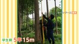 植樹が世界を救う!?5年で15mにまで成長する「早生桐」が大注目!|TBS NEWS DIG