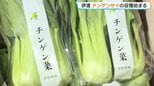 「今年は雪解けが早く、生育が早い」北海道伊達市で特産のチンゲンサイの収穫盛ん　比較的温暖な気候を生かし、無暖房で栽培　11月まで出荷続く|TBS NEWS DIG