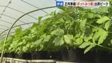 正月前に出荷ピーク　繰り返し収穫できる「ポットみつ葉」が人気　上手に育てると1年近く収穫可能　北海道伊達市　|　北海道のニュース｜HBC北海道放送