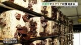 中学校の跡地で栽培した『キクラゲの収穫』 天草島内の直売所では貴重な「生キクラゲ」も販売 熊本 | 熊本のニュース|RKK NEWS|RKK熊本放送