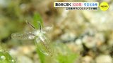 海の中に咲く「幻の花」ウミヒルモ　広島･江田島沖で撮影　|　RCC NEWS | 広島ニュース | RCC中国放送