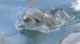 バンドウイルカの赤ちゃん誕生 「つくみイルカ島」で3例目 大分 | 大分のニュース|OBS NEWS|大分放送