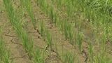 「水がなくて…」奥会津の水田　一部でひび割れや作付け不能も　福島・三島町　|　福島のニュース│TUF