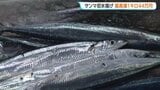 サンマ初水揚げ　1キロ「44万円」の過去最高値を更新　漁師は「いいサンマだけど…サンマがいない」　釧路|TBS NEWS DIG
