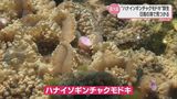 国内最大規模 日南市の海で「ハナイソギンチャクモドキ」の群生見つかる|TBS NEWS DIG