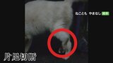 片足がないネコ相次ぐ 危険なワナが仕掛けられた可能性 警察が捜査 周辺を緊急パトロール|TBS NEWS DIG