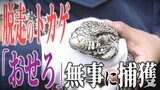 「間違いなく『おせろ』でした」飼い主は涙ながらに…　脱走のトカゲ『おせろ』無事捕獲　捕獲までの一部始終「申し訳ない気持ちとありがたい気持ちでいっぱい」　|　青森のニュース│ATV NEWS│青森テレビ