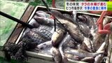 「まだまだあげられる」浜に活気！青森県むつ市脇野沢で冬の味覚『タラ』の水揚げ進む　24日朝には約29トンの水揚げ　今シーズンの豊漁に期待感　|　青森のニュース│ATV NEWS│青森テレビ