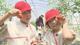 幼稚園児がミニトマト狩りに挑戦 大分 | 大分のニュース|OBS NEWS|大分放送