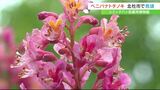 ピンクで可憐なベニバナトチノキの花が見頃迎える シミック八ヶ岳薬用植物園 山梨・北杜市 | 山梨のニュース | UTYテレビ山梨