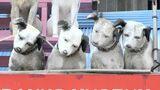 屋根にずらりと並んだ「ビクター犬」がつないだ絆 特別な2匹に秘められた 今は亡き芸術家とのエピソード【岡山】|TBS NEWS DIG