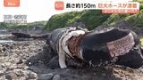 一体どこから？海岸に約150mの“巨大ホース”が漂着　重さ約300トンと推定　中国製と判明も所有者などは分からず…|TBS NEWS DIG