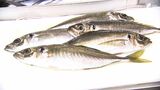 「魚が手に入らない」危機的状況に立ち上がる トップシェフたちが伝える海の未来 守りたい伊豆近海の魚【しずおか産】 | 静岡のニュース | SBSNEWS | 静岡放送