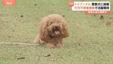 “華麗なる一族”名警察犬トイプードルの孫「ファニー」が警察犬目指して審査会に初挑戦|TBS NEWS DIG