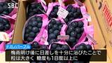 皮ごと食べられてあまーいブドウ!ナガノパープル「今年は粒も大きく糖度十分」露地もの出荷始まる【長野県】 | SBC NEWS | 長野のニュース | SBC信越放送