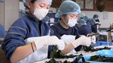 みんなで育てたワカメ、最後の芯抜き作業 22年続いた末崎中学校のワカメ養殖 統合にともない 岩手・大船渡市|TBS NEWS DIG
