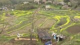里山の原風景…棚田遺産認定「西谷棚田」を内堀知事が視察 福島・二本松市 | 福島のニュース│TUF