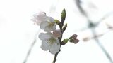 「本格的な春の便り」きょう(22日)にも開花発表か 岡山後楽園でサクラ標本木が開花|TBS NEWS DIG