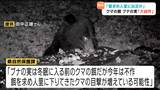 クマの餌「ブナの実」が“大凶作”・餌求め人里へクマ出没に警戒を 宮城|TBS NEWS DIG