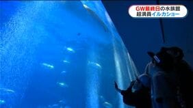 超満員のイルカショー　ゴールデンウィーク最終日　かごしま水族館にぎわう|TBS NEWS DIG