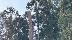 【速報・更新】「木の伐採中、20ｍくらいの高さでワイヤーに人が絡まっている」60代の男性が病院搬送　意識不明の重体　青森県鯵ヶ沢町|TBS NEWS DIG