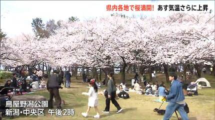 ずっと散らないで欲しい…」 日本三大夜桜・高田城址公園で満開 平年