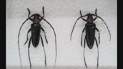 レア産地入り カブリモドキ 2種7産地 産地が大変な危機」 特定外来生物「クビアカツヤカミキリ」相次いで