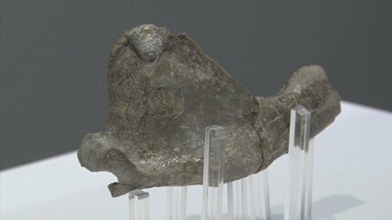 化石　E-12 古代セイウチ類 国内初発見「ネオテリウム」の化石を展示…1600万年前、島根