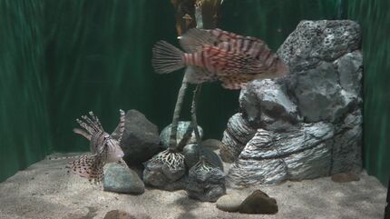 カワイイ” のに強烈な “毒” あるミノカサゴに注意！富山湾で急増
