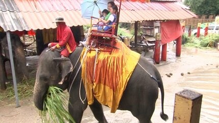 ゾウは夫を踏みつけ投げ飛ばした」 これまで150人が死亡 森林開発と