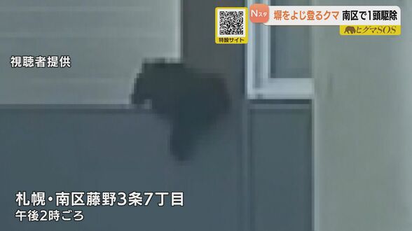 【子グマ駆除】住宅街に出没した体長70センチのオスをハンターが駆除 札幌市南区の住宅街で出没を繰り返したクマ | 北海道のニュース|HBC北海道放送