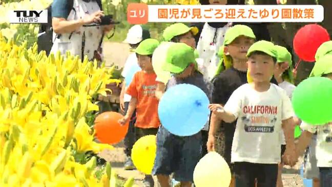 「きれいだった！」「ピンクかわいかった！」色とりどり50万本のユリのなか、園児が散歩楽しむ（山形・飯豊町）　|TBS NEWS DIG