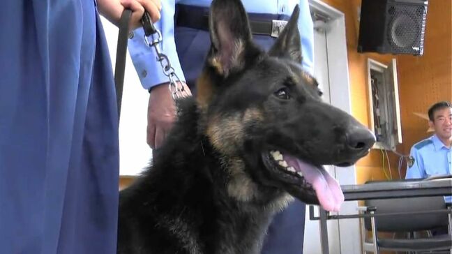 「デビュー2か月で表彰2回」優秀な警察犬ウォルト号（1歳）　不明の女性を無事発見、表彰でサツマイモ…指導係をペロペロ「落ち着きないが、能力は非常に高い」|TBS NEWS DIG