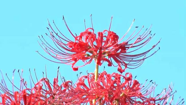 今年も見ごろ“亡き妻に贈るヒガンバナ”　育てる94歳男性「今年が一番きれい」|TBS NEWS DIG