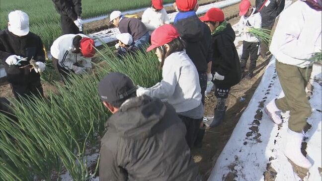 小学生が特産の｢青ネギ｣収穫体験 地元の食材や農業の大切さを学ぶ 26軒の農家で栽培 三重･伊勢市|TBS NEWS DIG