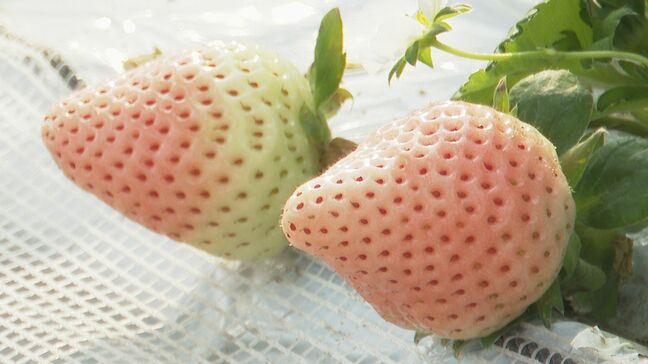 トランプ米大統領誕生で『高級スーパーのイチゴ』に懸念　輸出農産物の今後を握る「関税」の行方は　|TBS NEWS DIG