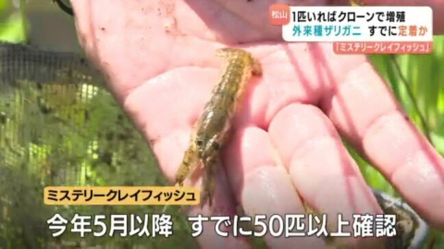 “クローンで増える外来ザリガニ”がすでに定着か 「ミステリークレイフィッシュ」の環境への影響は? 愛媛・松山市|TBS NEWS DIG