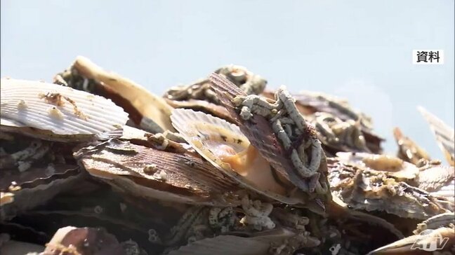 「北海道産のホタテを受け入れながら陸奥湾ホタテの再生をしていきたい」2025年の猛暑による陸奥湾ホタテ大量死問題　平内町漁協が北海道から稚貝を購入　約60トンを陸奥湾に移すことに|TBS NEWS DIG