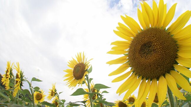 耕作放棄地に季節外れのヒマワリ 約10万本が秋の空を見上げるように咲き誇る【岡山】|TBS NEWS DIG