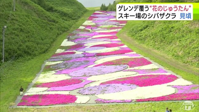 スキー場の斜面一面に『シバザクラ』満開　長さ約430ｍ・幅約30ｍに約12万株　ゲレンデ覆うカラフル　青森県十和田市・奥入瀬渓流温泉スキー場|TBS NEWS DIG