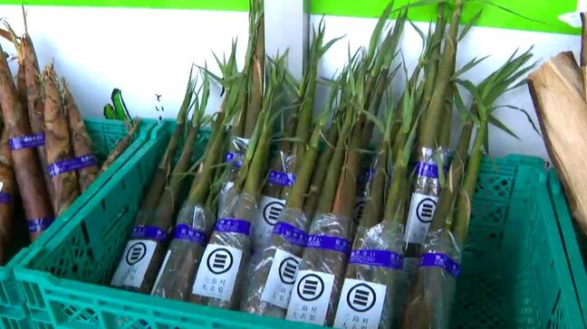 離島の旬なタケノコずらり　アク少なく刺身でもいける“大名タケノコ”開店9分で完売　鹿児島市おいどん市場で販売会|TBS NEWS DIG