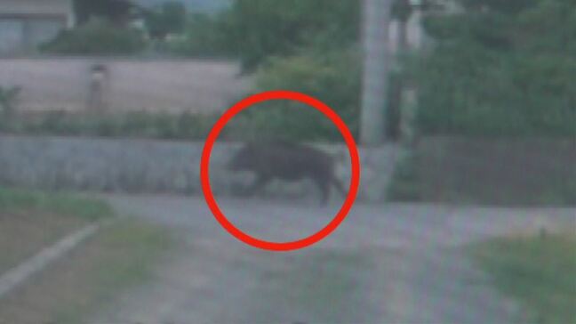 イノシシに襲われ女性が「複雑骨折」　体長80㎝程で逃走　もう1頭の体長160cm程のイノシシ捕獲　山梨・笛吹市|TBS NEWS DIG