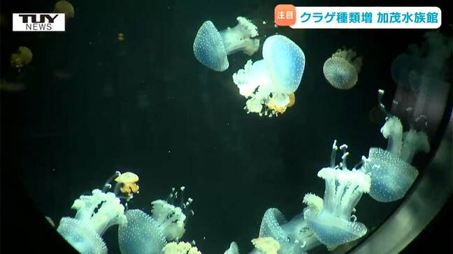 癒し…クラゲ展示数世界一の加茂水族館がリニューアル 絶対に見てみたいクラゲドリーム館の中を紹介(山形・鶴岡市)|TBS NEWS DIG