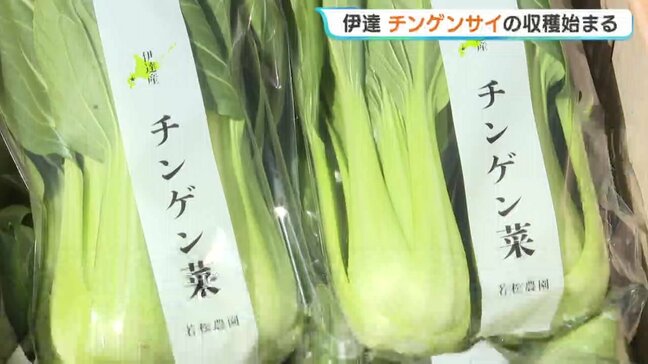 「今年は雪解けが早く、生育が早い」北海道伊達市で特産のチンゲンサイの収穫盛ん　比較的温暖な気候を生かし、無暖房で栽培　11月まで出荷続く|TBS NEWS DIG