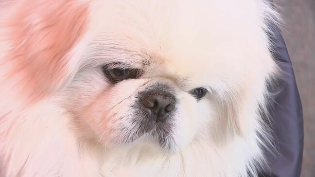 限られる避難先… ペットと暮らす被災者を支援 石川県獣医師会が無料動物診療|TBS NEWS DIG